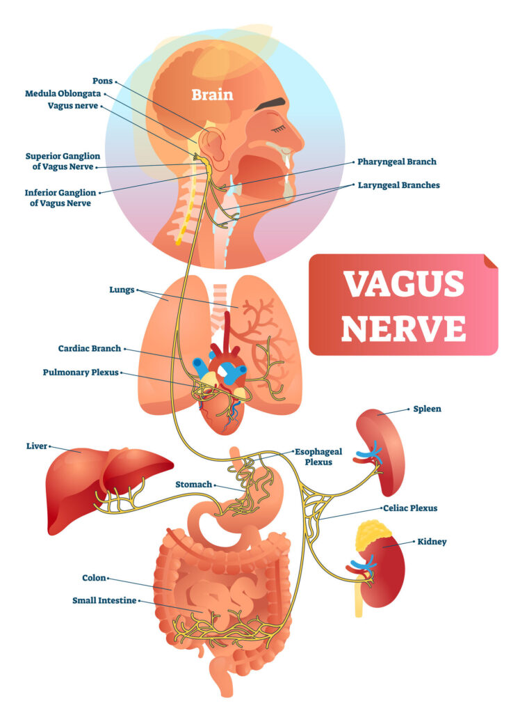 longest nerve in the body is the vagus nerve - controls rest digest detox healing 