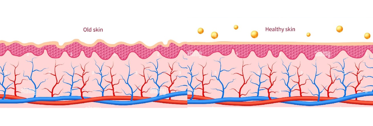 Hormonal Approach to Healthier, More Resilient Skin
