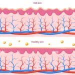 skin healthy estriol and hormone levels antiageing naturally edited