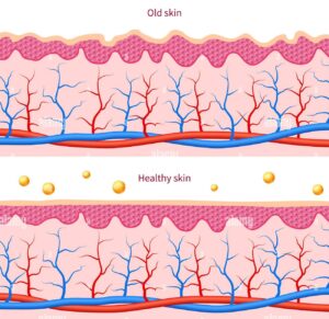 skin healthy estriol and hormone levels antiageing naturally edited