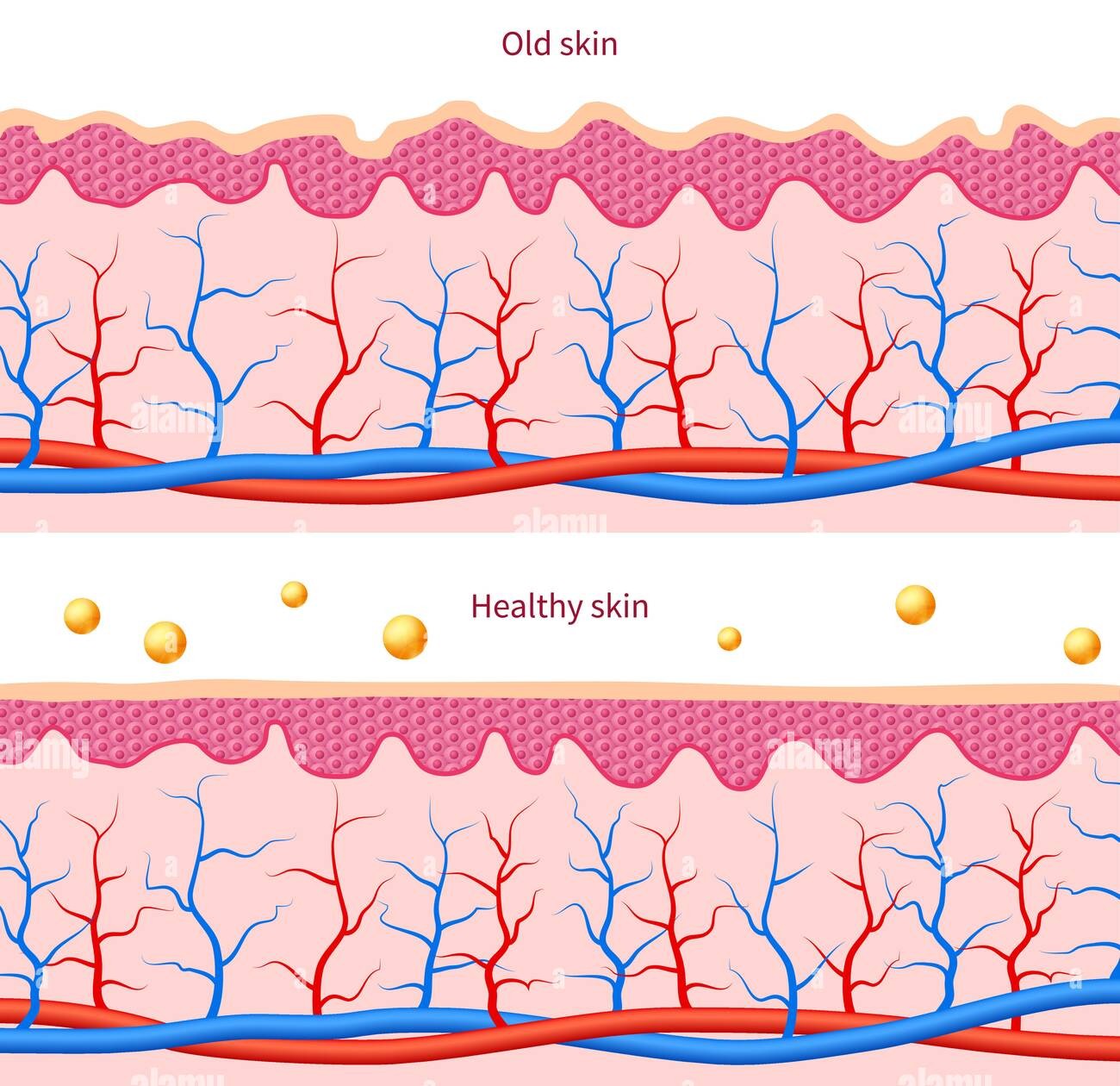 skin healthy estriol and hormone levels antiageing naturally edited