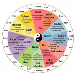 chinese medicine clock of the organs
